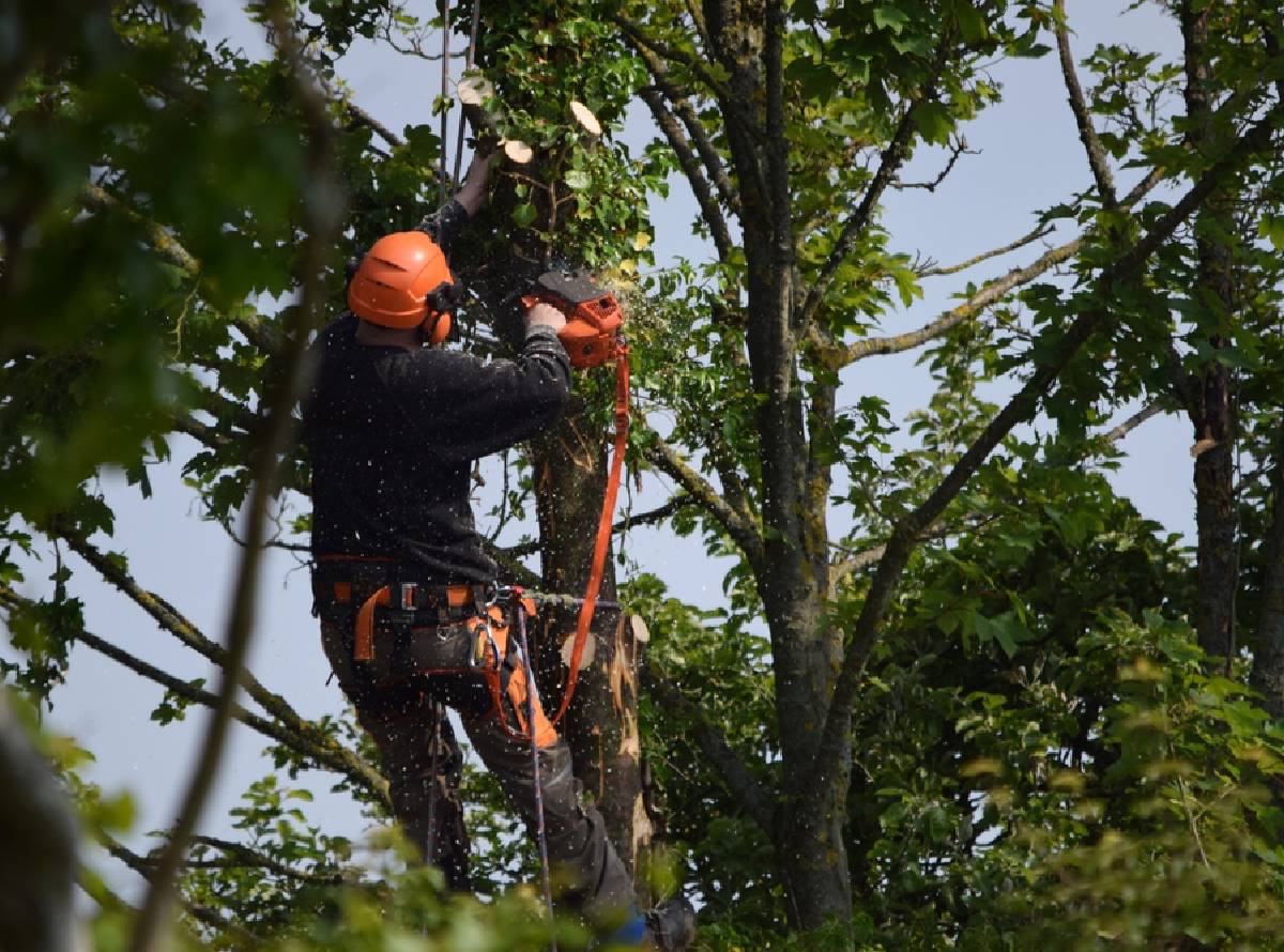 Tree surgeons in Bliston and West Midlands